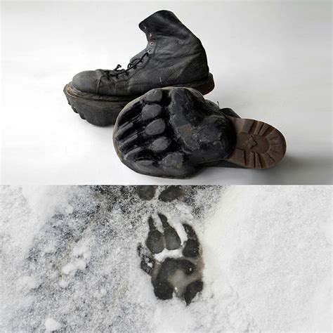 fake bear track shoes